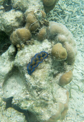 View of a beautiful tridacna clam
