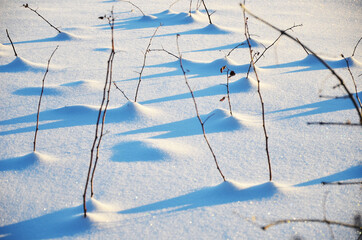 Branches of plants and their shadows on white snow