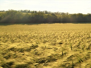 field in summer