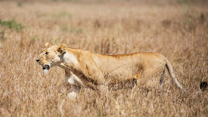 Close up of lioness walking on the grass, Masai Mara, Kenya