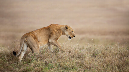 Close up of lioness walking on the grass, Masai Mara, Kenya