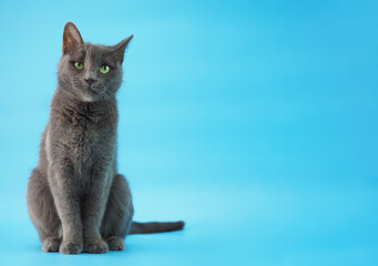 Cat breed Russian blue on a blue background