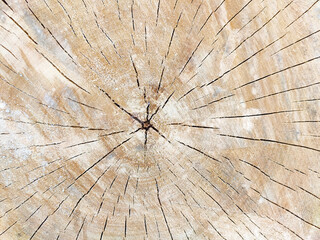 Texture of the cut tree trunk. Background
