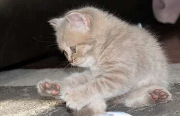 kitten little fluffy friend funny animal for design
