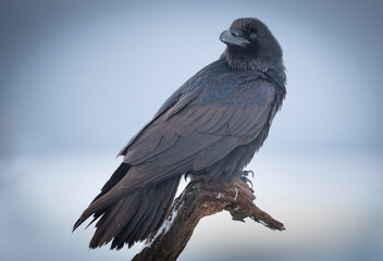 Raven ( Corvus corax ) bird  close up