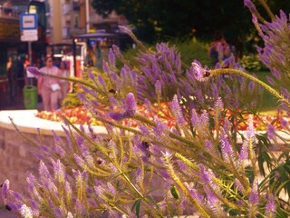 flowers in the garden