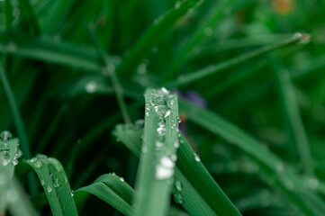 Close-up of morning dew on the green grass in the morning