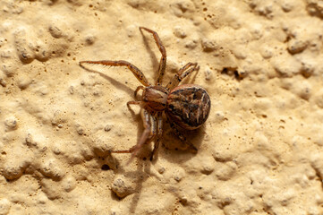 Close-up of an european garden spider (Araneus Diadematus) crawling on a wall. Selective focus.