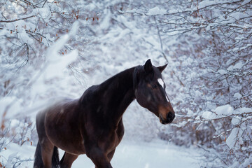 A horse walks in a winter snowy forest 