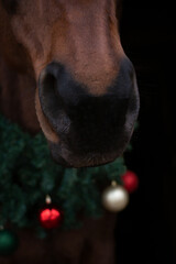 Horse in a Christmas wreath . New Year and Christmas horse.
