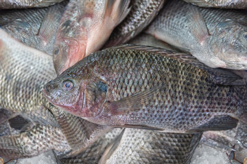 Israeli fish Background