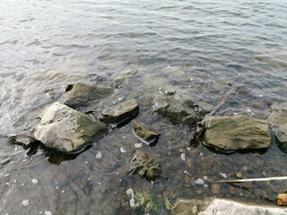 In der NAtur am Bodensee