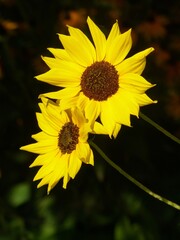 two sunflowers in the garden