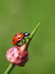 7-Punkt-Marienkäfer