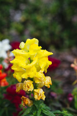 Beautiful garden snapdragon flower is blooming