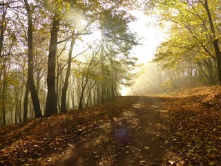 morning in the forest