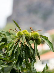 Durian fruit on tree in the garden
