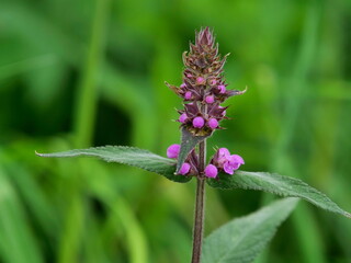 Purple betony - Latin name - Stachys officinalis