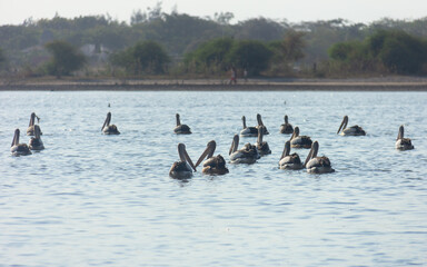 Pelican birds were relaxing after far away migration from Australia to Timor-leste