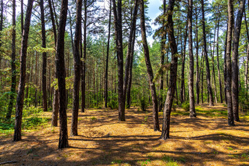 Summer landscape of mixed european forest thicket in Puszcza Kampinoska Forest in Izabelin town near Warsaw in central Poland