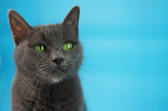 Cat breed Russian blue portrait closeup