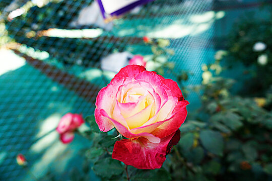 red rose in the garden
