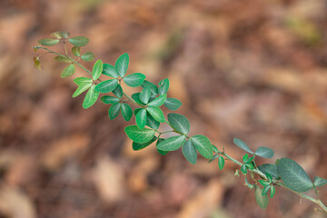Green leaves of Manila tamarind (Pithecellobium Dulce) on the branch on tree in tropical forest 