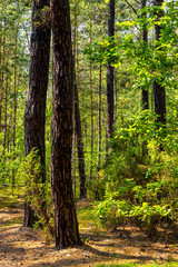 Naklejka premium Summer landscape of mixed european forest thicket in Puszcza Kampinoska Forest in Izabelin town near Warsaw in central Poland
