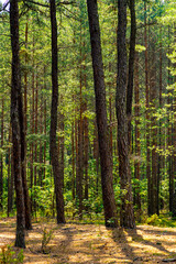 Summer landscape of mixed european forest thicket in Puszcza Kampinoska Forest in Izabelin town near Warsaw in central Poland