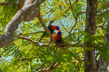 Red Collar Rainbow Lorikeet Parrots Kissing In A Tree In Darwin, Australia
