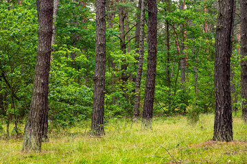 Fototapeta premium Summer landscape of mixed european forest thicket in Puszcza Kampinoska Forest in Izabelin town near Warsaw in central Poland