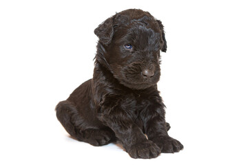 Russian Black Terrier puppy