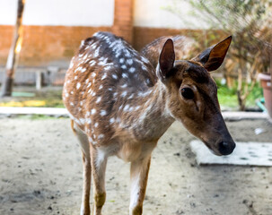 A beautiful spotted young deer close look