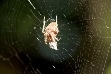 Araignée et sa proie