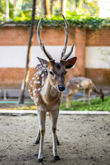 A close standing deer inside of a zoo