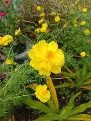 yellow flowers in spring