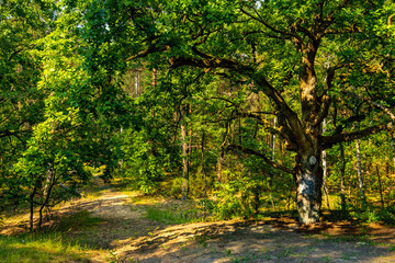 Summer landscape of mixed European forest thicket with touristic track in Puszcza Kampinoska Forest in Izabelin town near Warsaw in central Poland