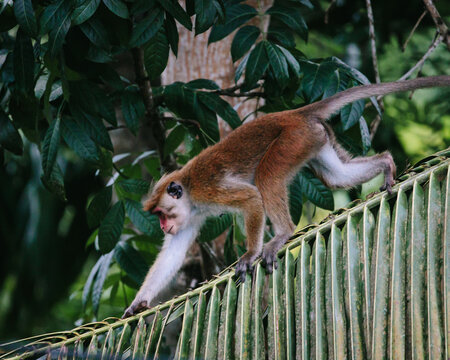 Monkeys in palm trees and on electrical wires in Mirissa, Sri Lanka