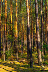 Summer landscape of mixed european forest thicket in Puszcza Kampinoska Forest in Izabelin town near Warsaw in central Poland