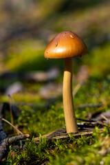 Cinnamon Aldercap fungus known as Quel - latin Naucoria scolecina or Alnicola scolecina - in mixed european forest thicket of Puszcza Kampinoska Forest in Izabelin town near Warsaw in central Poland