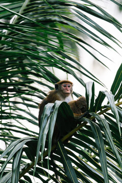 Monkeys in palm trees and on electrical wires in Mirissa, Sri Lanka