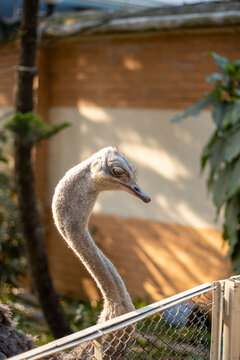 Alone Standing Ostrich Down Head Close View