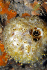 Tethya aurantium, esponja "naranja de mar", esponja de oro.