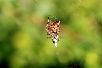 Araignée et sa proie