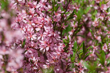 Wild almond blossom in spring time. Lots of pink flowers on bush