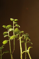 Oregano Plant 2