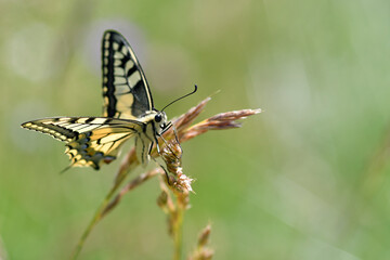 Schmetterlinge Falter