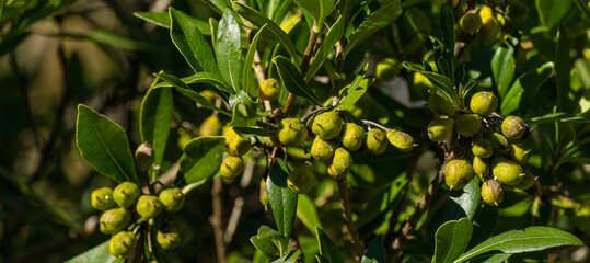 Green leaves with fruits of Pittosporum tobira, Australian laurel or Japanese pittosporum, Japanese cheesewood autumn Sochi park. Green leaves as natural background or texture