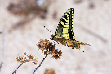 Schmetterlinge Falter