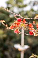 Growing red bougainvillea leaves on the branches